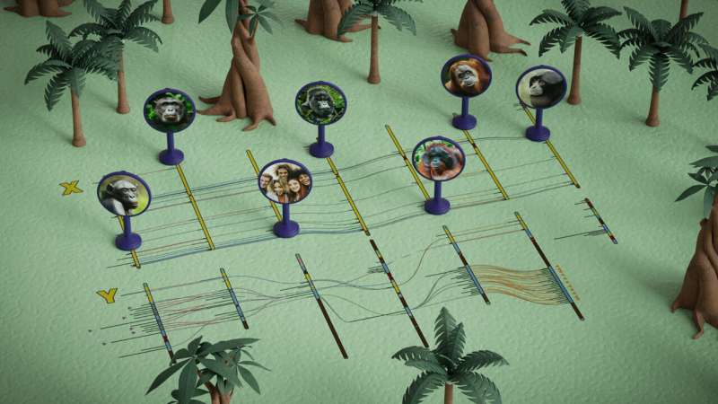 Great Ape X and Y Chromosome Sequences Fully Sequenced, Revealing Evolutionary Insights