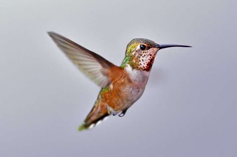 How Hummingbirds Use Touch to Hover and Feed – New Research