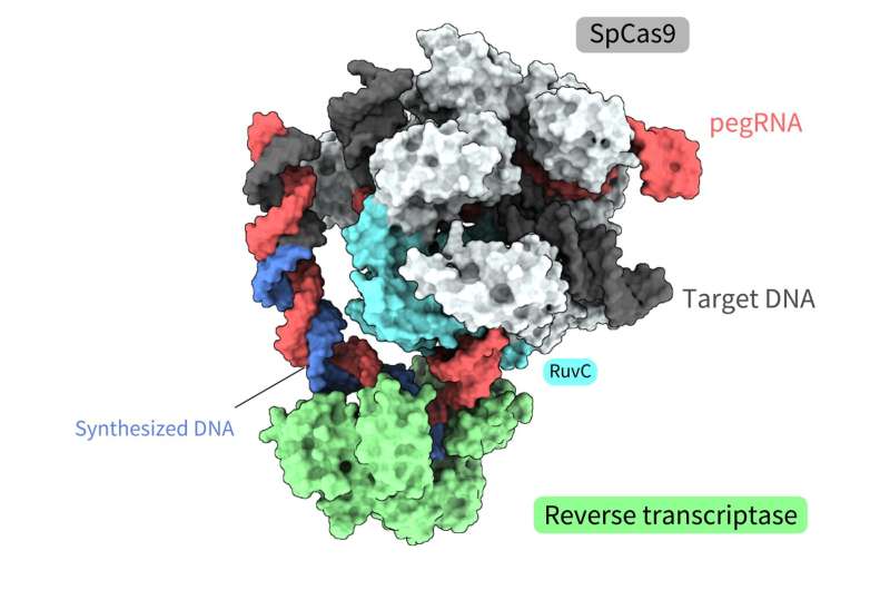 Prime Editor: Unlocking Precise Gene Editing with Spatial Structure & Mechanisms