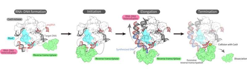 Prime Editor: Unlocking Precise Gene Editing with Spatial Structure & Mechanisms