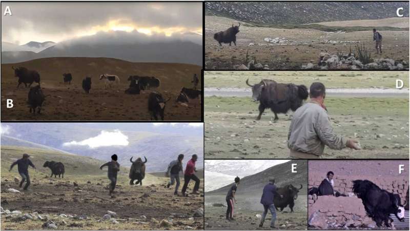 Human-Wildlife Conflict: Impacts of Hybridization on Endangered Species