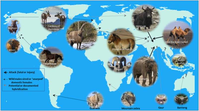 Human-Wildlife Conflict: Impacts of Hybridization on Endangered Species