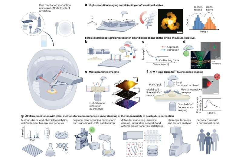 Atomic Force Microscopy Reveals Food Mouthfeel: A Novel Research Approach