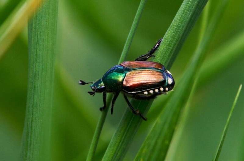 Eco-Friendly Japanese Beetle Control: A Student s Innovative Solution