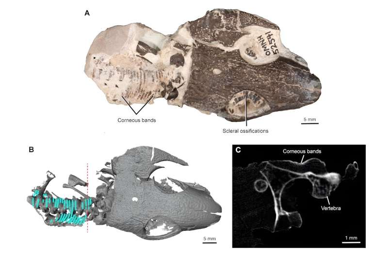 Rare Fossil Skin Discovery Sheds Light on Amphibian Evolution