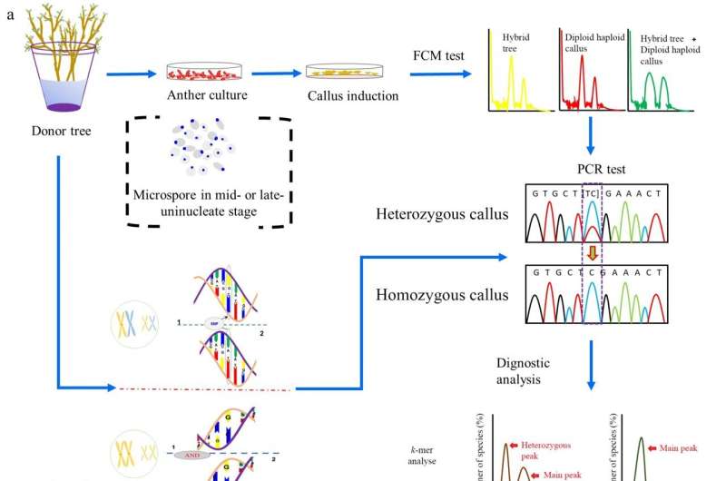 Complete Poplar Genome Assembly Reveals New Insights for Forestry and Genomics