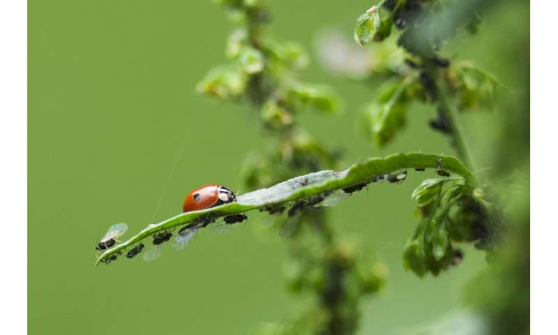 Citizen Science Insect Count: Germany s Summer Biodiversity Project Begins