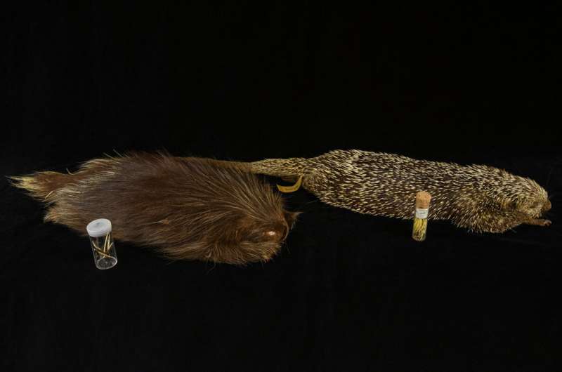 Florida Porcupine DNA Reveals Evolutionary History