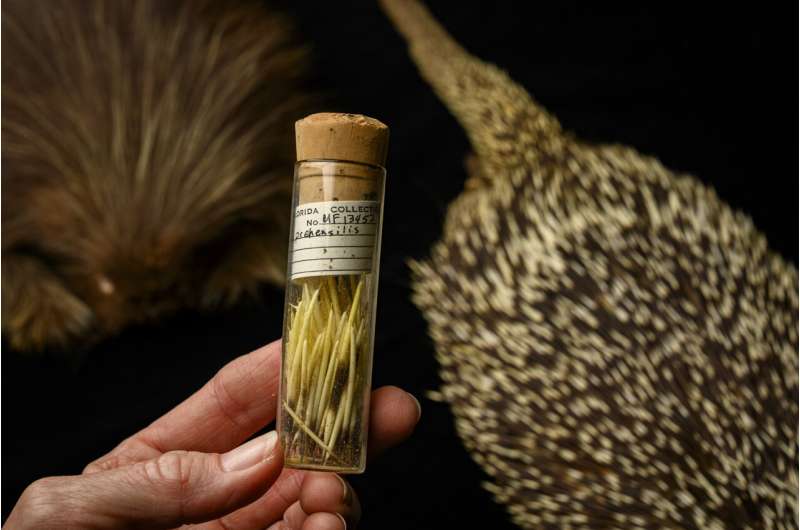 Florida Porcupine DNA Reveals Evolutionary History