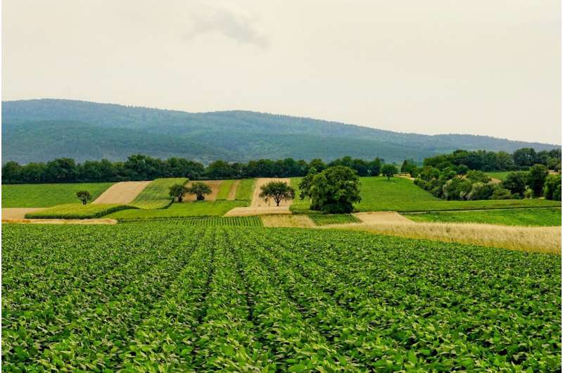 ChatGPT Inaccuracies in Agriculture: Risks to Crop Yields & Food Security