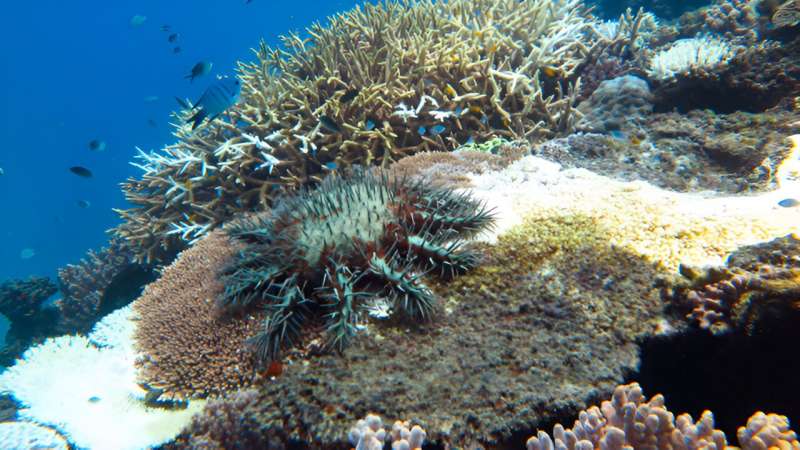 Understanding Crown-of-Thorns Starfish: New Research on Juvenile Behavior & Reef Threats