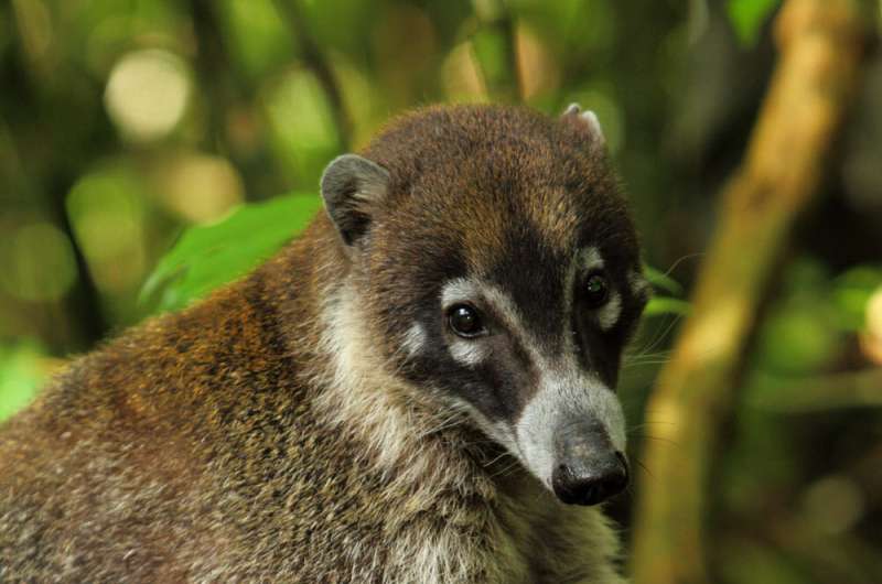 Primate Intelligence: Foraging Strategies Compared to Other Mammals