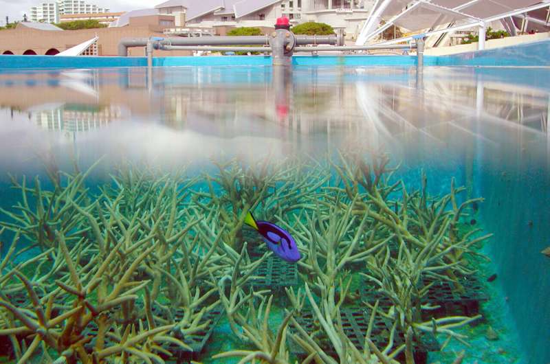 Understanding Coral Spawning: Key Factors & Ecosystem Importance