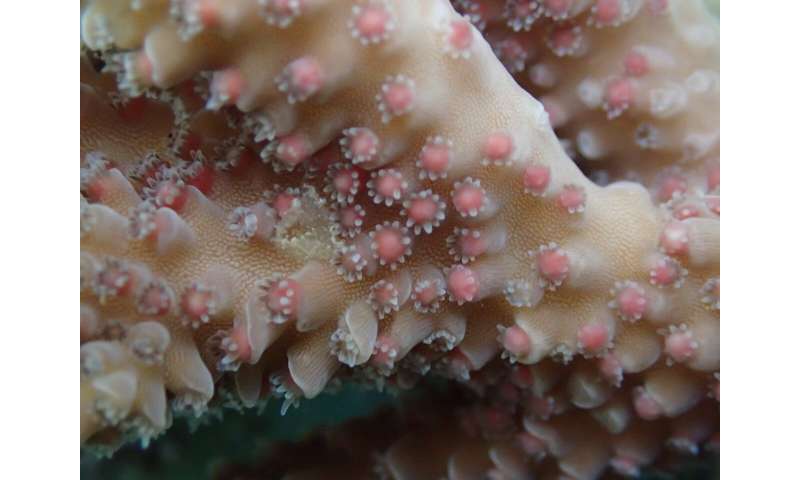 Understanding Coral Spawning: Key Factors & Ecosystem Importance