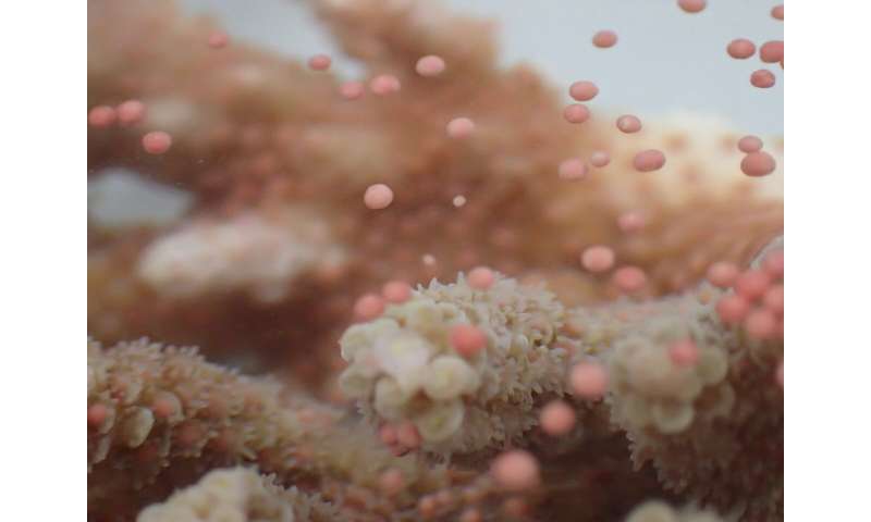 Understanding Coral Spawning: Key Factors & Ecosystem Importance