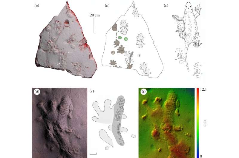 Ancient Footprints Reveal Early Evolution of Skin and Tetrapods