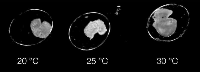 AI Model Predicts Embryonic Development from Video Footage