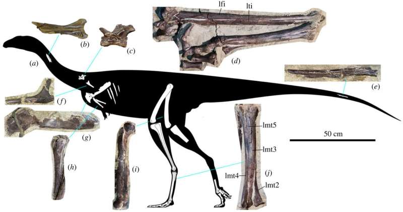 New Siberian Theropod Dinosaur: *Kiyacursor longipes* Discovery