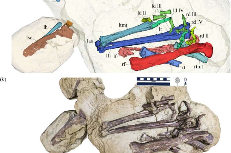 New Siberian Theropod Dinosaur: *Kiyacursor longipes* Discovery