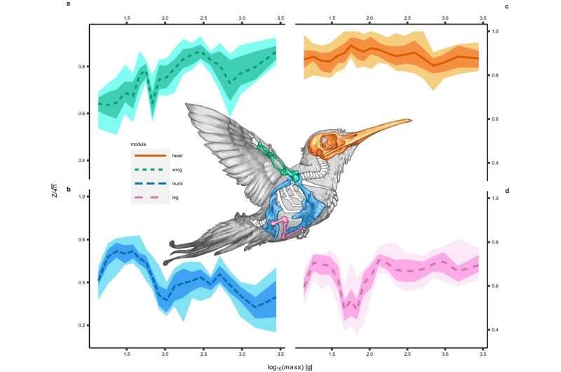 Evolution of Flight Styles in Small Birds: A New Study