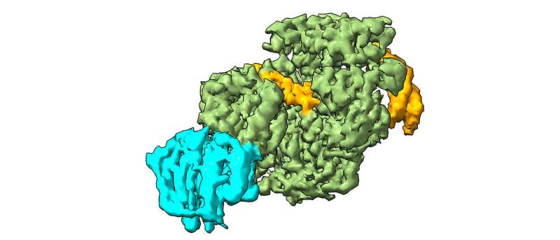 Cryo-EM Reveals Detailed DNA Repair Mechanism with XPD Protein