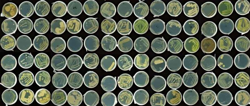 Salt Stress Amplifies Bacterial Plant Toxicity: A New Discovery