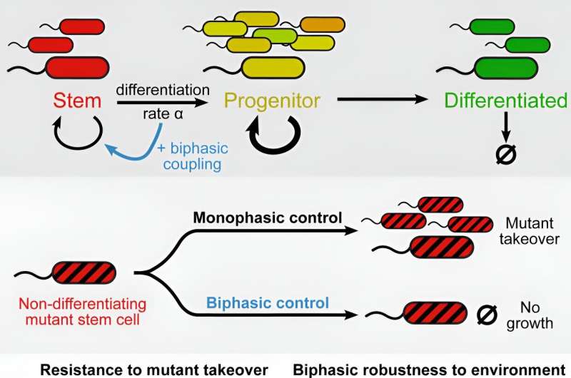Cellular Balance: How Bacteria Reveal Cancer Prevention Mechanisms