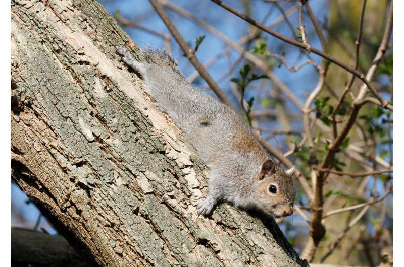 Indigenous Lands: A Haven for Native Species Amidst Invasive Species Spread