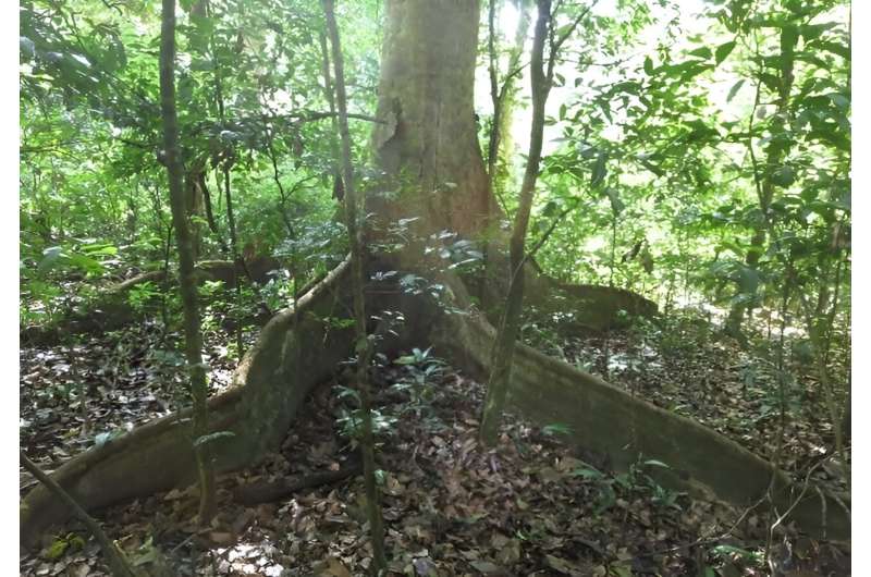 Nutrient Availability Crucial for Tropical Forest Resilience During Drought