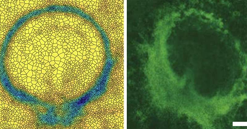 New Research Reveals Method to Control Cell Movement in Embryos