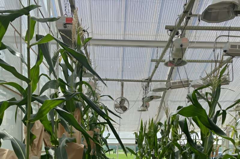 Enhancing Maize Yield: Rubisco Factor Expression for Improved Photosynthesis & Cold Tolerance