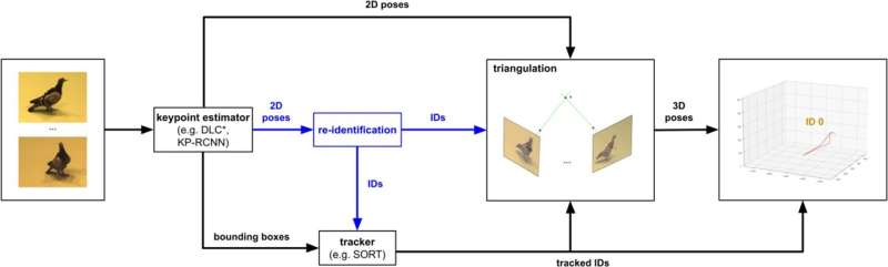 3D-MuPPET: Computer Vision Framework for Markerless Animal Tracking