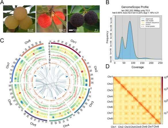 Bayberry Genome Research: Unlocking Genetic Insights for Improved Fruit Quality