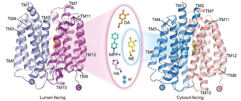 VMAT2 Transporter: Mechanism of Neurotransmitter Storage and Role in Brain Health