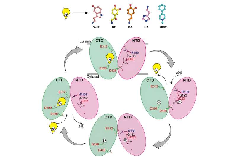 VMAT2 Transporter: Mechanism of Neurotransmitter Storage and Role in Brain Health