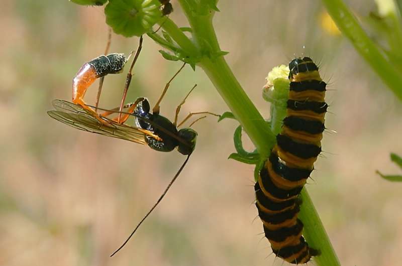 Unexpected Diversity: New Research Reveals More Parasitoid Wasp Species