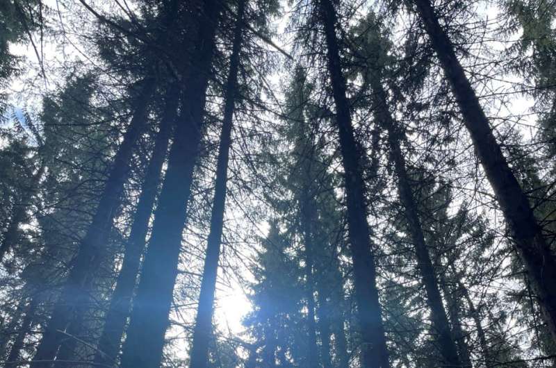 Asian Forests: Resilience in the Face of Climate Change & Human Impact