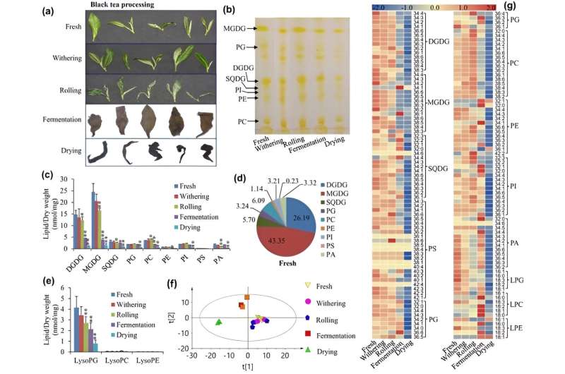 Unlocking Black Tea Aroma: The Science of Flavor Development