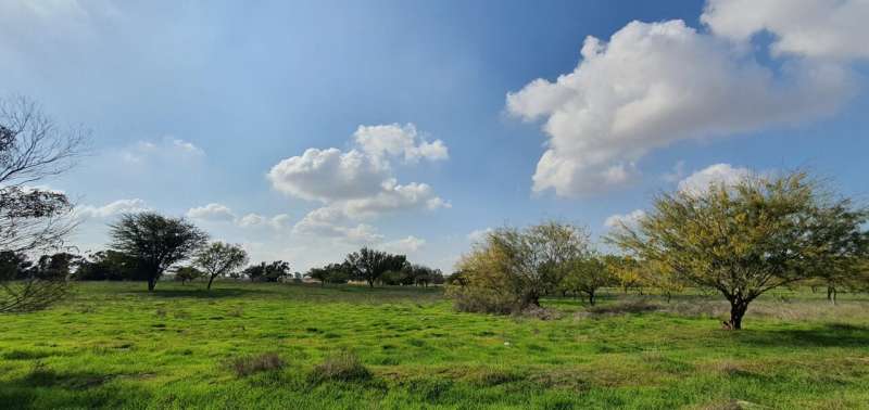 Eucalyptus Trees in Israel: Ecological Impacts & Considerations