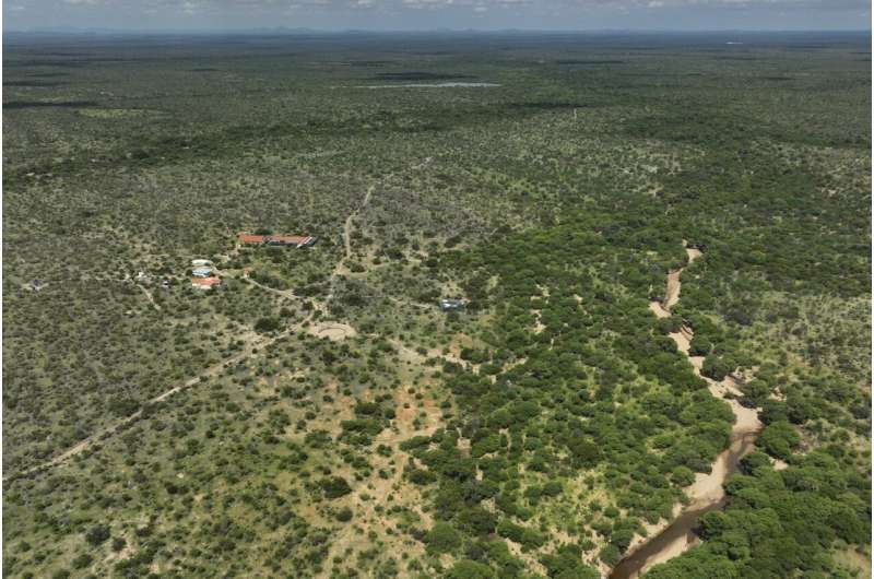 Spix s Macaw Recovery in Brazil Faces Climate Change Threat