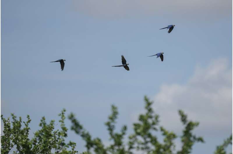 Spix s Macaw Recovery in Brazil Faces Climate Change Threat