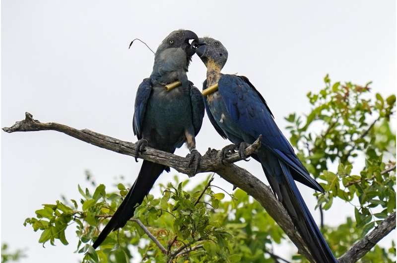 Spix s Macaw Recovery in Brazil Faces Climate Change Threat