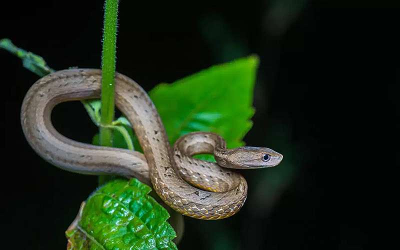 Psammodynastes pulverulentus: Uncovering the Evolutionary Origins of the Mock Viper