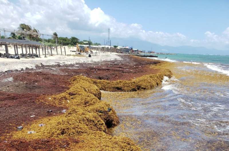 Sargassum Seaweed: Research on Impacts and Environmental Effects