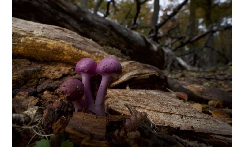 Climate Change Disrupts Tree-Fungus Relationships – Impacts on Forest Health