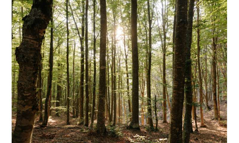 Climate Change Disrupts Tree-Fungus Relationships – Impacts on Forest Health