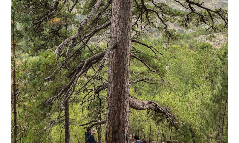 Climate Change Disrupts Tree-Fungus Relationships – Impacts on Forest Health
