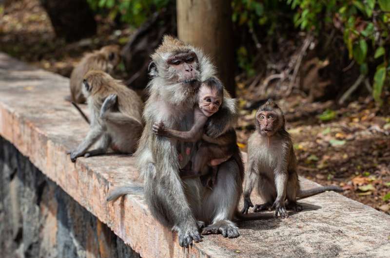 Novel Population Modeling Reveals Lower-than-Expected Macaque Numbers