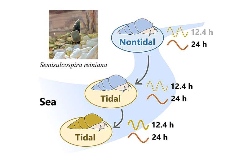 Understanding Circatidal Rhythms in Freshwater Snails: A New Study