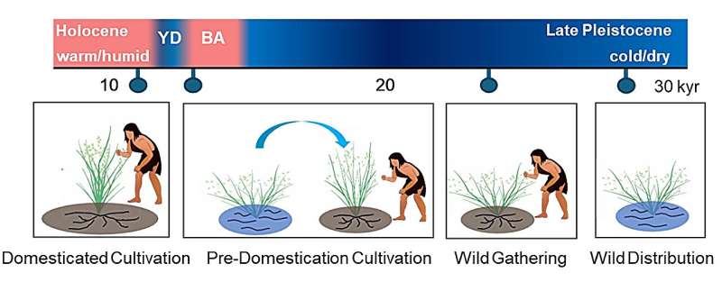 100,000 Years of Rice Evolution: A New Scientific Discovery